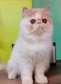 Pedigree Male Persian Kitten for sale
