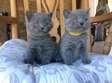 Scottish Fold Kittens