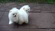 Affectionate Pomeranian puppies ready now