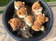 Shiba Inu puppies