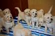 Awesome golden retriever Puppies Available