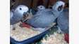 Talking baby African Grey Birds. Both DNA test all done.