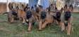 Well socialized Belgian Malinois puppies.