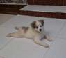 Japanese Spitz Cross breed puppies for sale