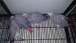 African grey baby parrots for sale