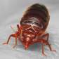 Cheap bed bug fumigation services in Kamulu,Joska ,Malaa
