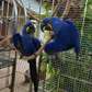 Pair Of Hyacinth Macaw  For Sale.