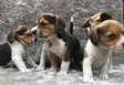 Beagle puppies for approval