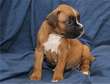 Awesome Boxer Puppies