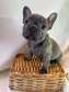 french  bulldog puppies