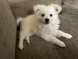 Pure breed Japanese spitz