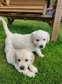 Male and Female Golden Retriever puppies Available