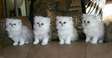 Lovely Persian kittens