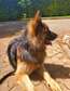 Purebred German Shepherd adult dog for sale