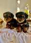 Awesome Yorkshire Terrier Puppies