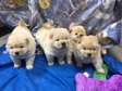 Chow chow puppies