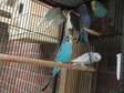 Variety of Colours Male and female budgie for sale
