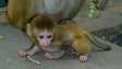Adorable capuchin monkeys
