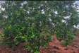 Prime plots for sale in Malindi, kenya