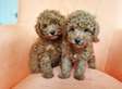 Poodle puppies ready now.