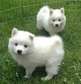 American Eskimo puppies available to loving permanent homes.