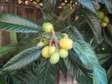 Loquat Fruit tree