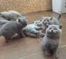British Short hair kittens for adoption