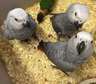 Young African Grey parrots available now.