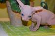 Tica Reg Sphynx Kittens
