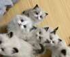 Ragdoll kittens for sale
