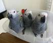 adorable African Grey Parrots