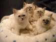 Birman Kittens for Sale