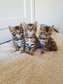 Bengal kittens available now.
