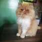 Persian Kitten - Registered by CFA