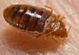 Best Bed Bug Exterminator in Gatina,Kileleshwa,Kabiro,Kinoo