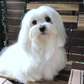 Cute long hair Maltese puppies for sale