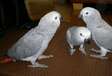 African Grey parrots for adoption