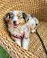 Mini Aussie
