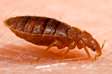 Bed Bug Pest Control Kitengela,Isinya,Rongai,Mlolongo