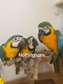 Baby HandReared Super Silly Tame Cuddly Blue & Golden Macaw