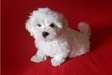 Top Class Maltese Puppies Available