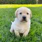 Loving male and female Labrador puppies for sale