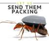Bedbugs Control Services in Nairobi.