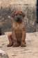 South African Boerbel puppies