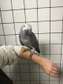 Hand Reared Baby African Grey