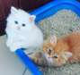 Persian Kittens For Sale / All Kittens Breeds Available