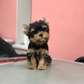 Yorkie puppy needs a new home