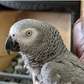AFRICAN GRAY PARROTS SUITABLE FOR A LOVELY XMAS PRESENT
