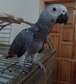 Super tame african grey babies