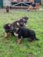 German Shepherd puppies available now.